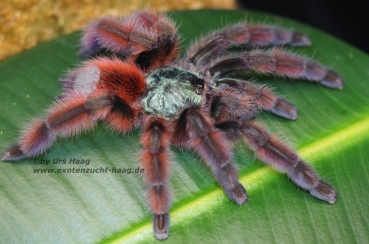 Caribena versicolor, Spiderling